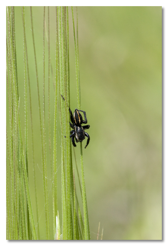 Larinioides, Phlegra, Micrommata, ....